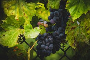 le soufre en viticulture
